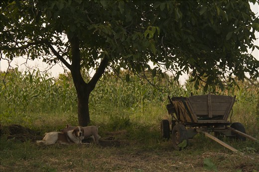 The backyard of the forest ranger's house from Siscani.