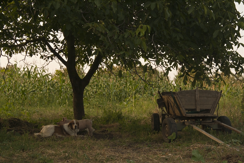 The backyard of the forest ranger's house from Siscani.