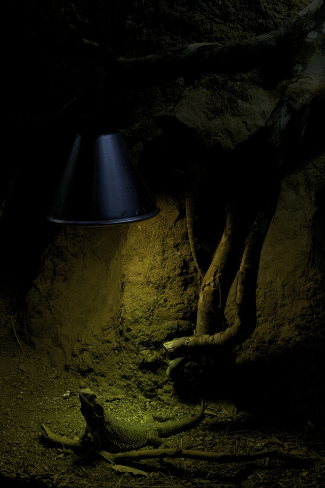 London Zoo Reptile House