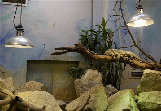 London Zoo Reptile House