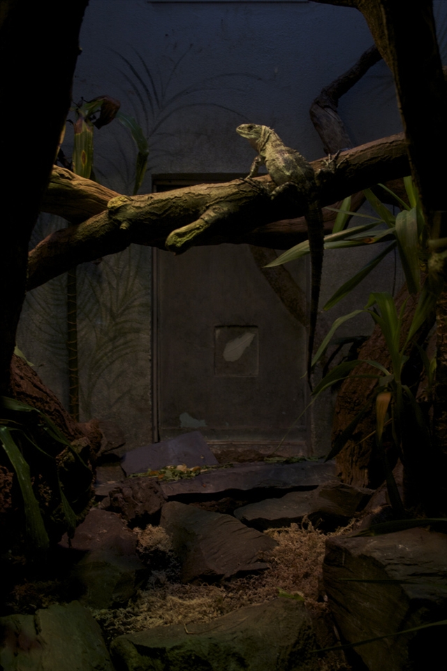 London Zoo Reptile House