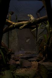 London Zoo Reptile House: by dianaf, Views[358]