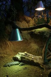 London Zoo Reptile House: by dianaf, Views[313]