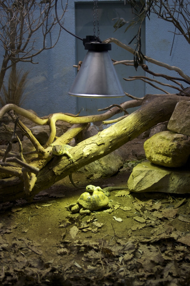 London Zoo Reptile House