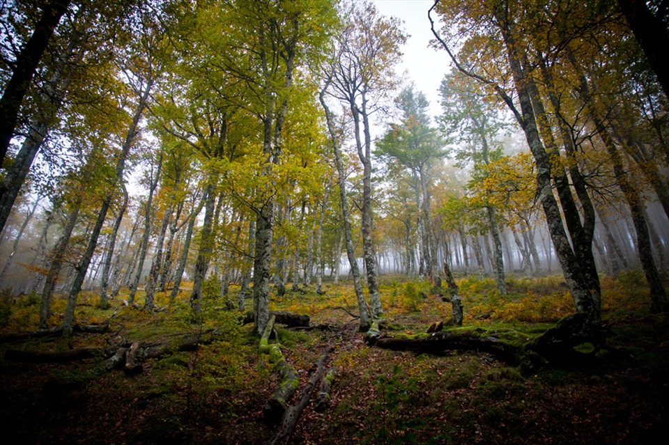 Mystique - magic surrounds us all