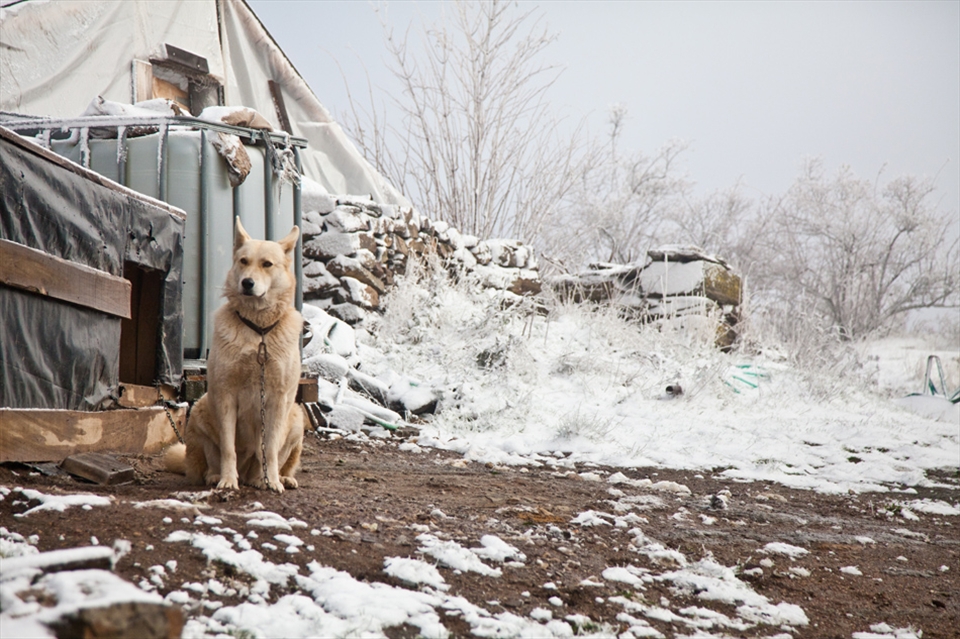 Loyalty - the Camino will bring new friends