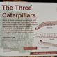 The Three Caterpillars Rock Art: by dianne_peter, Views[164]