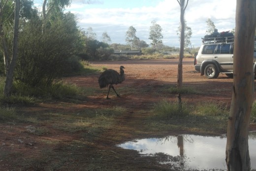 One lonely emu..
