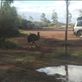 One lonely emu..: by dianne_peter, Views[92]