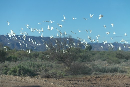 Cockatoos in flight