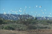 Cockatoos in flight: by dianne_peter, Views[120]