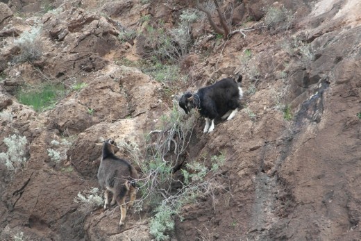 Feral goats