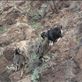 Feral goats: by dianne_peter, Views[117]