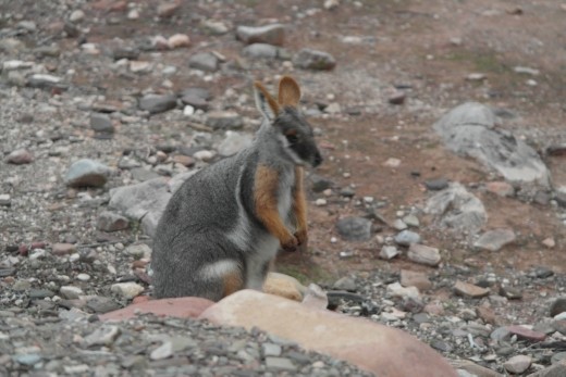 Yellow Footed Rock Wallaby