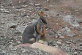 Yellow Footed Rock Wallaby: by dianne_peter, Views[111]