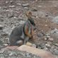 Yellow Footed Rock Wallaby: by dianne_peter, Views[111]
