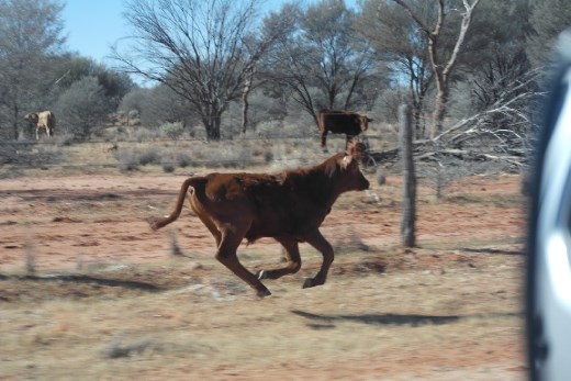 Trying to out run us.