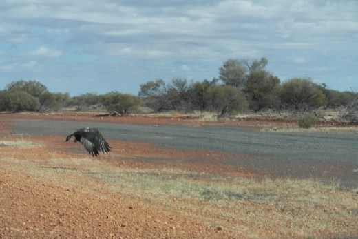 Wedge tail eagle having a feed