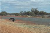 Wedge tail eagle having a feed: by dianne_peter, Views[171]
