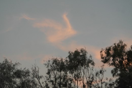 ?? A swan flying by.