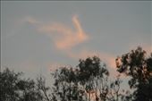 ?? A swan flying by.: by dianne_peter, Views[153]