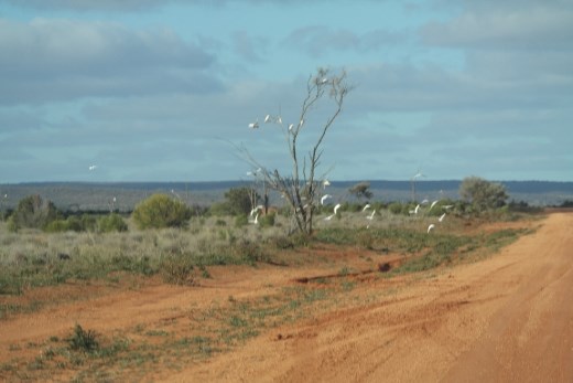 Road into Mutawintji National Park