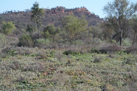 Some of the wild flowers.