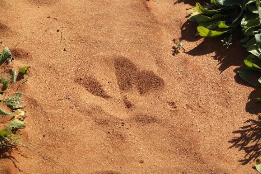 Didn't see the camel that owned this.