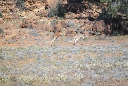 couple of big roos.