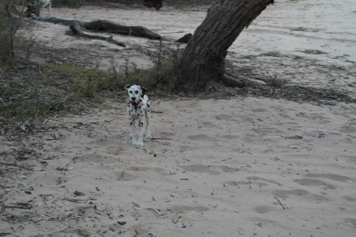 Next doors little puppy called Mini Me !!