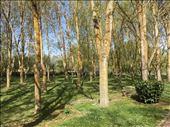 Forest : by dianne_peter, Views[62]