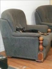 Molly settled for the night: by dianne_peter, Views[99]