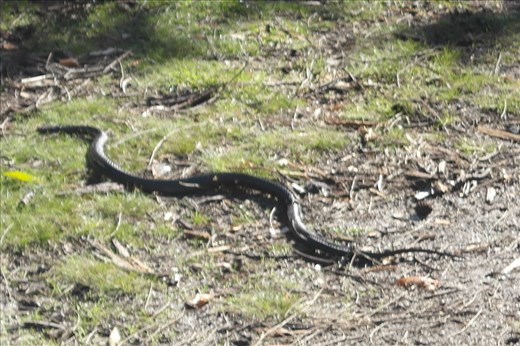 Black snake 
