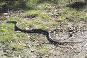 Black snake : by dianne_peter, Views[84]