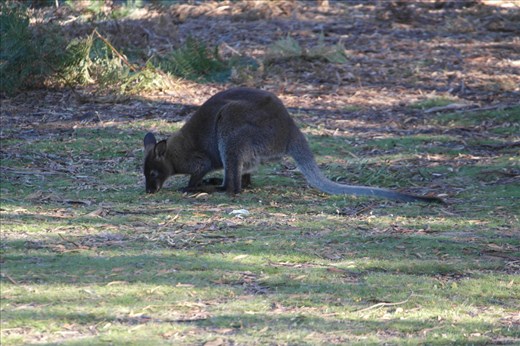 Wallaby 
