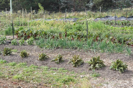 Eliza and Matt’s Fifth Oak Farm