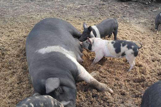 Healthy lot of pigs and piglets.