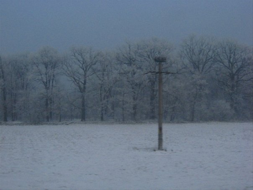 electricity pole and iced trees - looking at the frozen scenery through the lens of a trainwindow