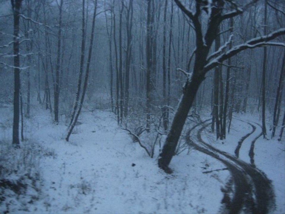 one forest, two ways