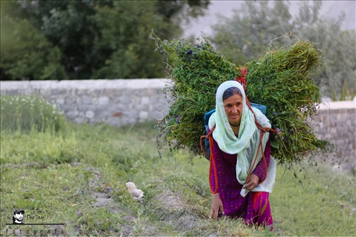 A Wakhi/Pamirian lady work in Gulmit Gojal Hunza Pakistan
