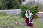 A Wakhi/Pamirian lady work in Gulmit Gojal Hunza Pakistan: by didar, Views[1008]