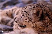 The famous Pamirian Mountain Cat, the snow leopard : by didar, Views[502]