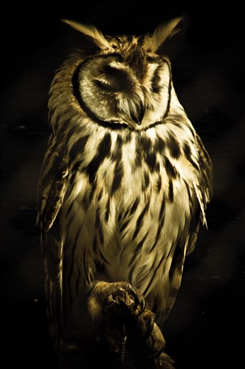 An owl in the Buenos Aires zoo. My favorite shot of the visit.