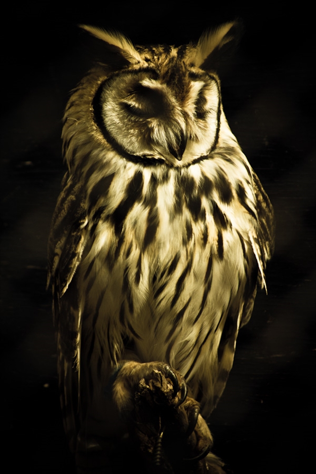 An owl in the Buenos Aires zoo. My favorite shot of the visit.