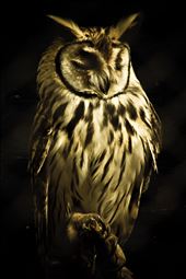 An owl in the Buenos Aires zoo. My favorite shot of the visit.: by diego_rodriguez, Views[364]