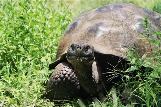 Encounter. A giant tortoise look at the camera while she is eating.
