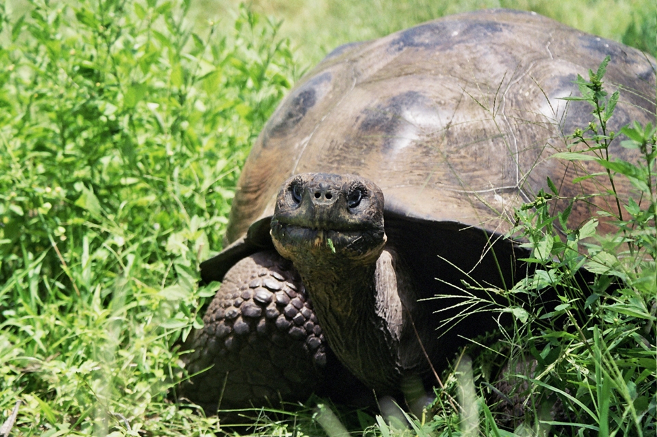 Encounter. A giant tortoise look at the camera while she is eating.