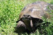 Encounter. A giant tortoise look at the camera while she is eating.: by diegoam, Views[338]