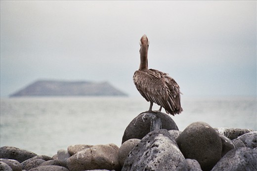 Parting. The pelican, as me, look at the horizon wonder about new destinations.