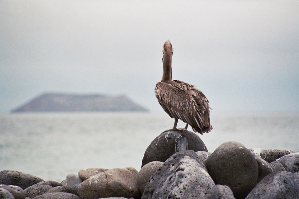 Parting. The pelican, as me, look at the horizon wonder about new destinations.